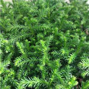 Cryptomeria Japonica 'Green Pearl'